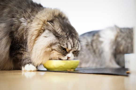 食事する猫