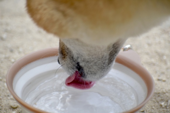 犬　水を飲む