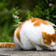 猫背対策におすすめな姿勢矯正ベルト比較ランキング！人気なのはコレ！